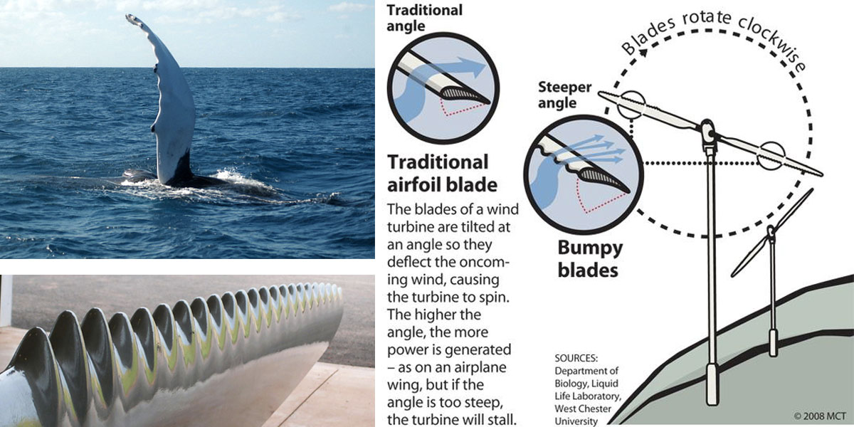 This picture explains the ergonomics of wind turbine biomimicry of humpback whale flippers.