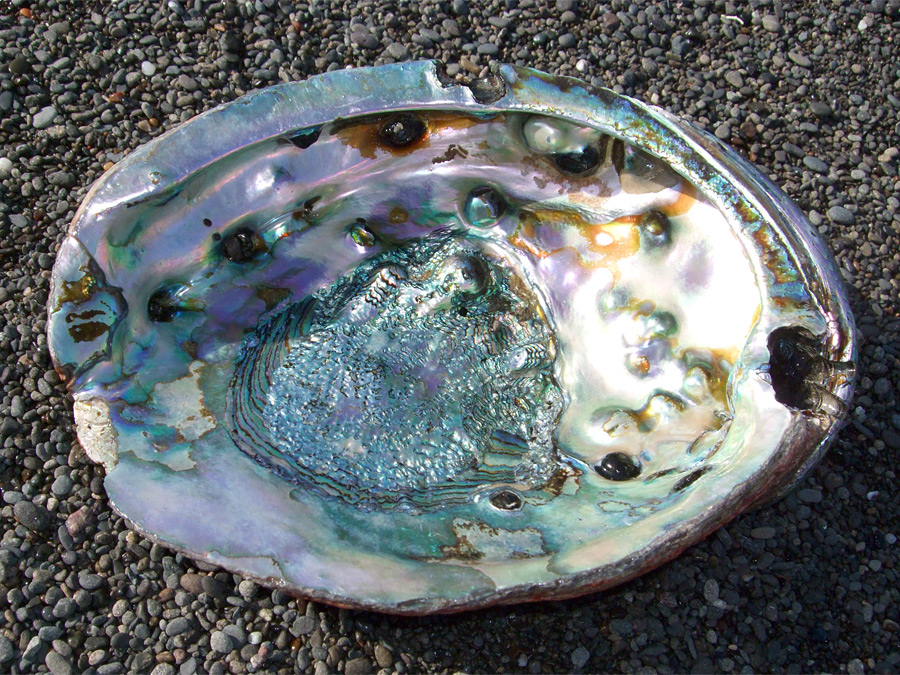 abalone-photo.jpg
